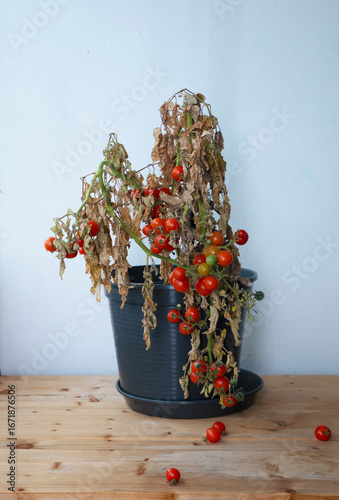 Tomatoes on the balcony in autumn