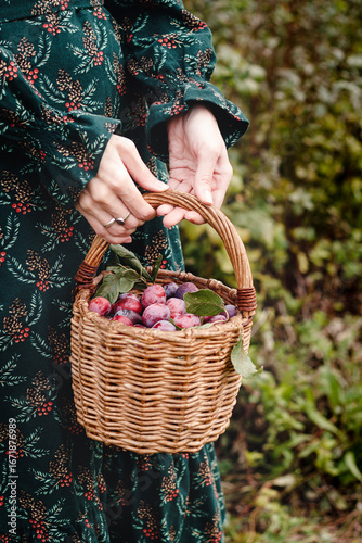 A woman is holding a basket full of ripe plums in the garden. A close up of a basket of ripe plums held by a woman. Harvest of fresh picked fruits, ripe  plums.
