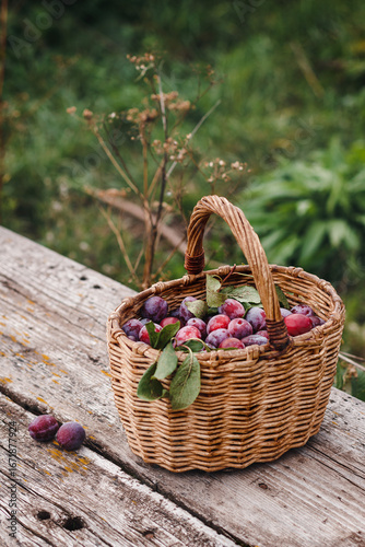 A basket of plums on a wooden table. Close-up of a basket of plums on a table. Ripe delicious plums in a basket selective focus 