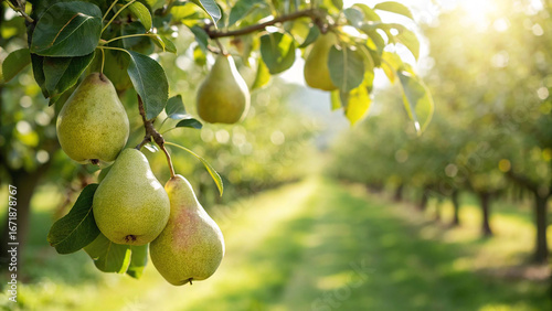 Photos Pear hanging on tree in garden, Pear on tree in natural warm sunlight background