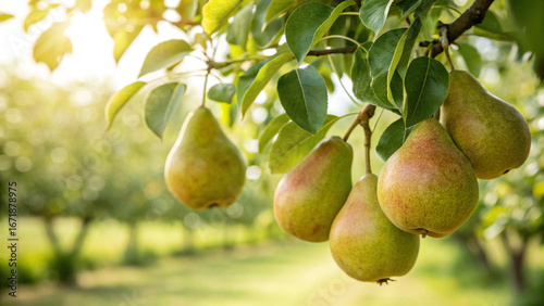 Cuadro en lienzo Pear hanging tree in garden, Pear tree in natural warm sunlight background