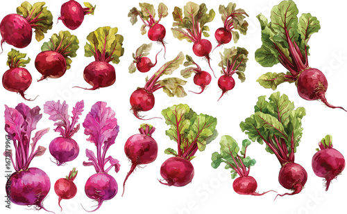 beet watercolor clipart 