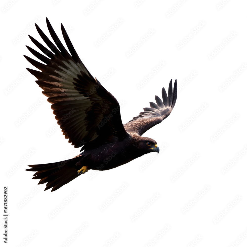 Fototapeta premium Majestic Eagle in Flight, Isolated on White