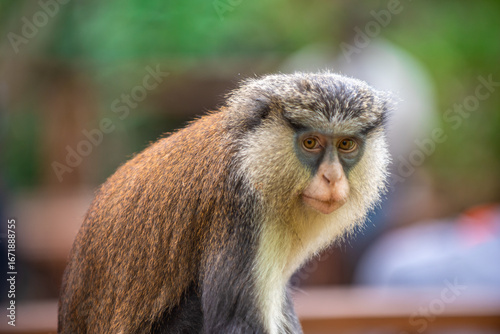 Photography A curious monkey perches on a wooden railing in a lush forest park, with people