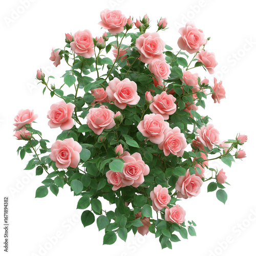 Pink rose bushes isolated on white background