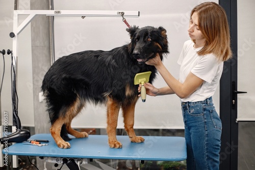 Big black dog getting comb by the female groomer
