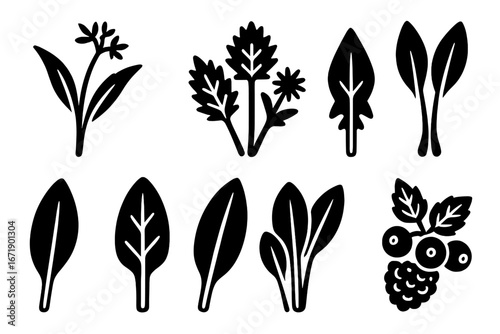 Wild Edible Plant Icons Set. Solid Vector Filled Symbols of Foraged Wild Garlic, Nettle, Dandelion Greens, Ramps, Sorrel, Wild Berries. Botanical Herbs and Leaves Isolated Transparent Background