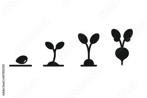 Radish plant growth stages icon set. Life cycle of a vegetable from seed, sprout, seedling to mature root. Agriculture farming concept. Solid glyph vector illustration for infographic.