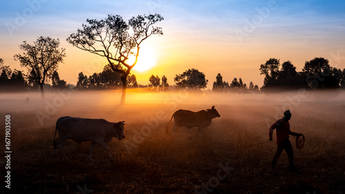 Misty Morning Walk: Farmer and Cattle at Sunrise