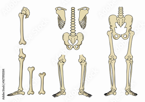 Human Skeletal System Anatomy Illustration: Disassembled Bone Structure, Pelvis, Ribs, Vertebrae, and Limbs for Medical, Educational, and Health-related Content.