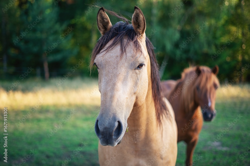 Fototapeta premium Buckskin Horse in Pasture with Chestnut Companion 