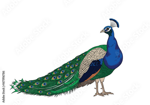 Beautiful peacock standing proudly with its long train spread out
