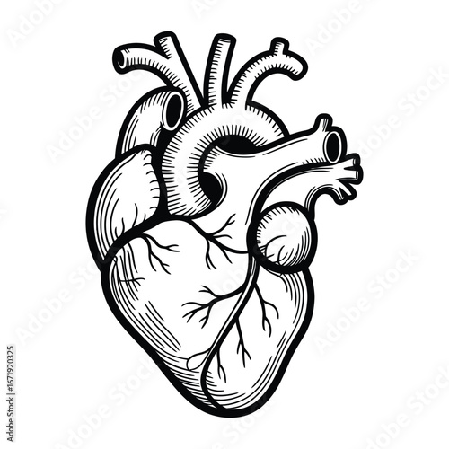 Detailed black and white anatomical illustration of human heart with visible vessels, symbolizing biology, circulation, and medical science