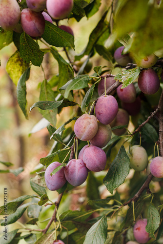 Close up of ripe plums on branch. Ripe plums on a tree branch in the garden. A view of fresh organic fruits with green leaves on a tree branch in the garden.