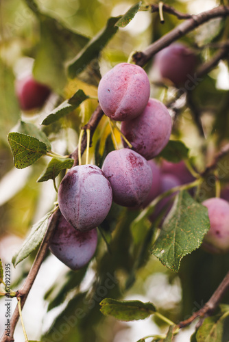 Close up of ripe plums on branch. Ripe plums on a tree branch in the garden. A view of fresh organic fruits with green leaves on a tree branch in the garden.
