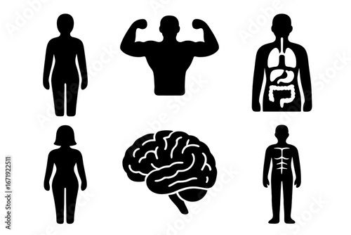 Human anatomy silhouette icon set. Vector collection of body, organs, brain, and muscle figures. Medical and biological symbols for health and science. Male and female people.