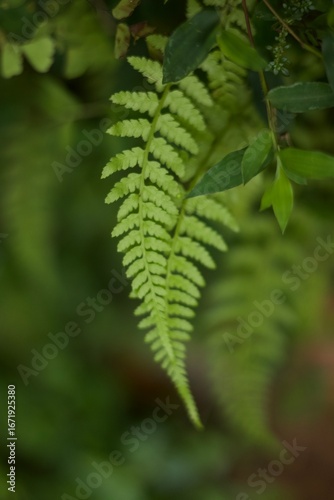 green fern leaves
