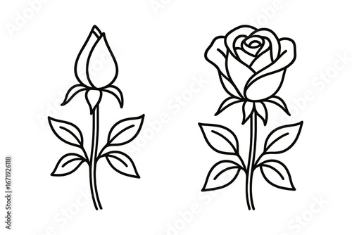 Elegant simple line drawings of roses showing different blooming stages with delicate leaves, floral vector illustrations for design, botanical sketch, minimalistic flower art