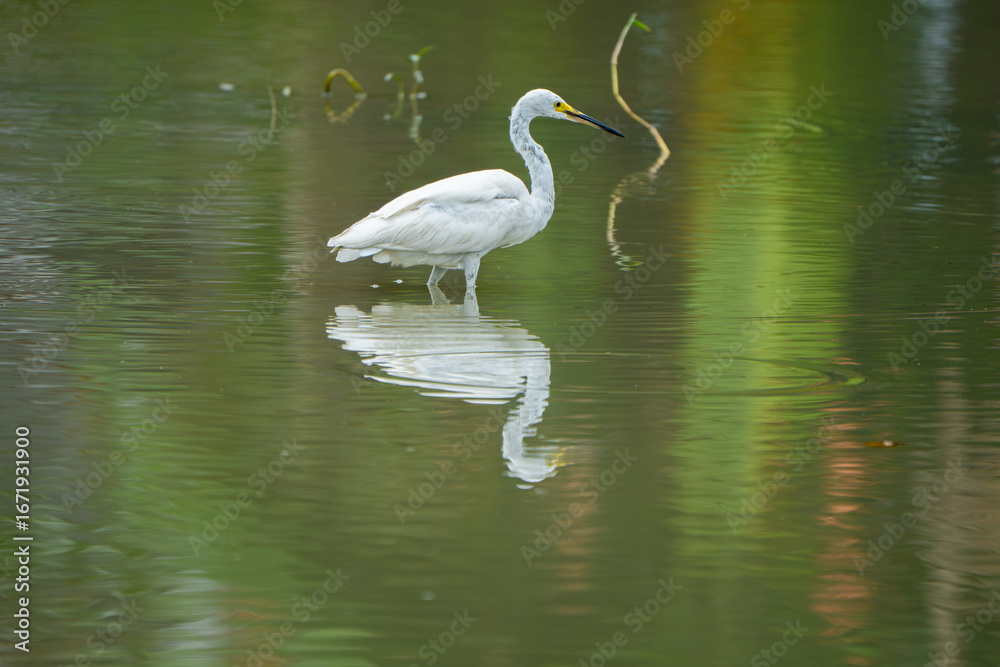 Fototapeta premium great egret wading through shallow water with catching a fish at wetland.
