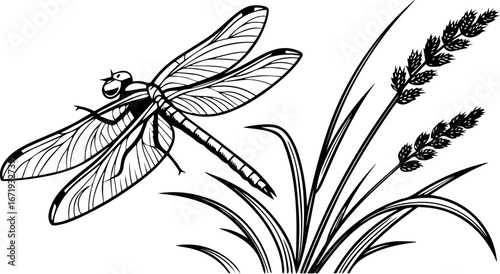 Dragonfly and Cattail Plants - Detailed Line Art
