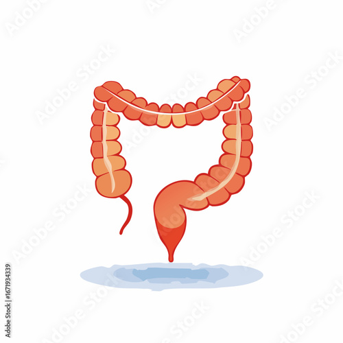 Illustrated anatomical colon of the human body, medical illustration