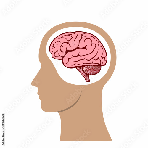 Brain Anatomy Illustration Human Head Profile Internal Organ Mind Concept