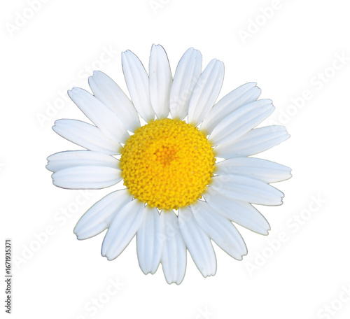  white daisy png