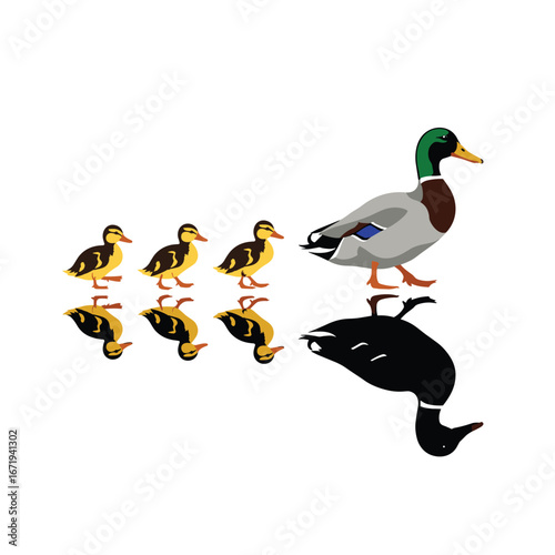 A family of ducks swimming together on a bright sunny day with reflections clearly visible