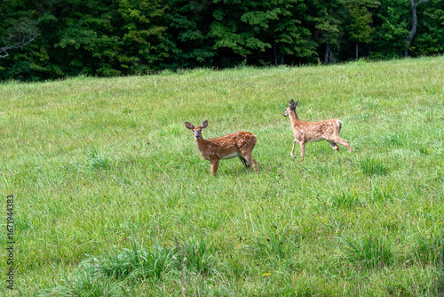 Tableau sur toile Two newborn fawns in a Quebec field