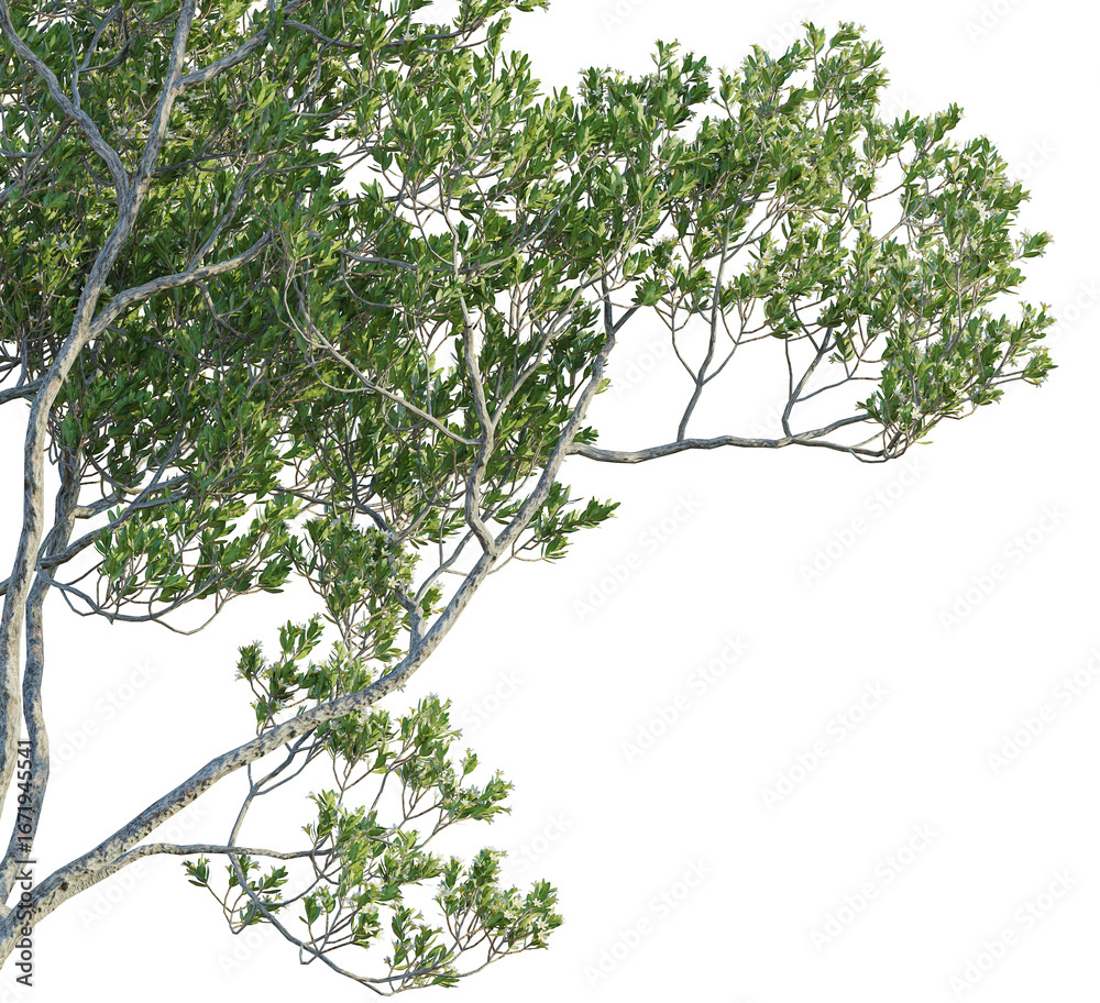 Fototapeta premium Pemphis acidula Tree. Corner view, cutout 4k transparent