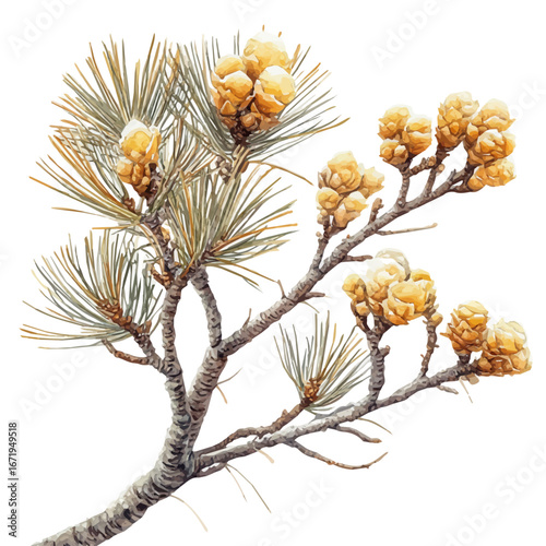 Winter Pine Branch, watercolor clipart vector, isolated on a white background.