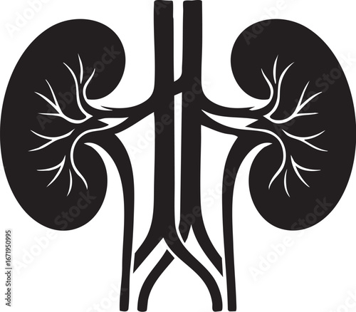 Human kidneys and ureters diagram