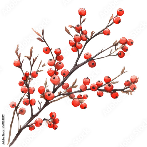 watercolor vector of Winter Berries Branch Closeup, isolated on a white background.