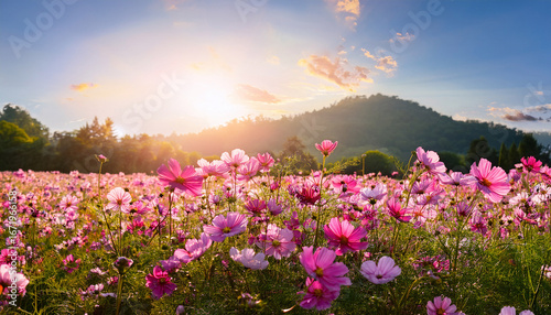 sun dappled field of vibrant pink cosmos flowers in a dreamy meadow