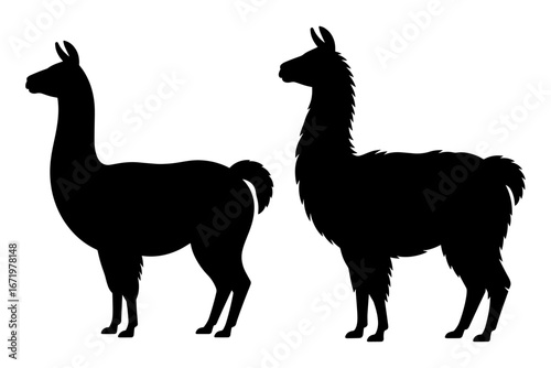 Silhouette of llamas wildlife animals