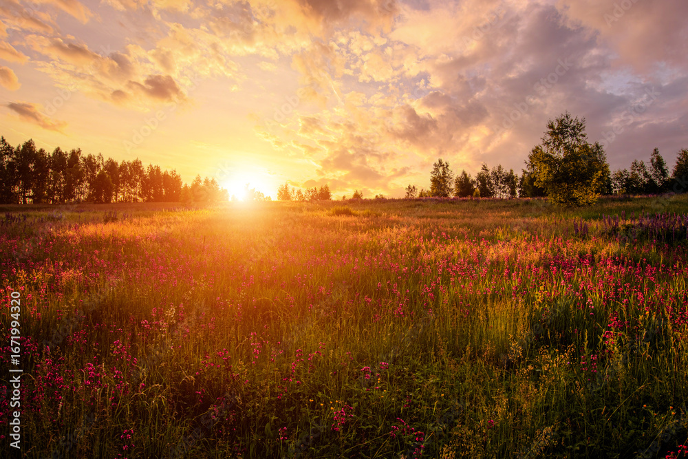 Naklejka premium Golden sunset panorama over a lush green meadow filled with vibrant pink flower blooms and a distant tree line for a serene nature background.