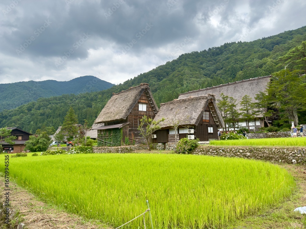 Fototapeta premium Traditional Japanese Thatched Roof Houses Surrounded by Rice Fields