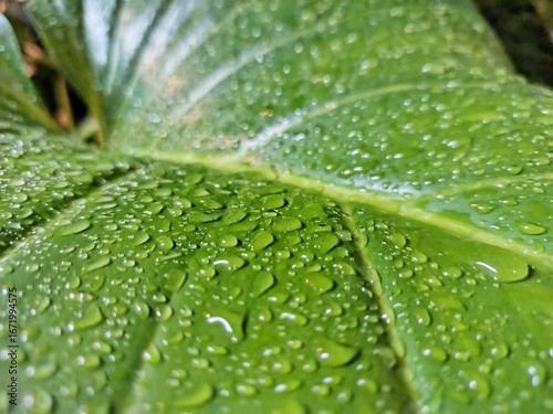 Close-up of a fresh green leaf with glistening water drops
