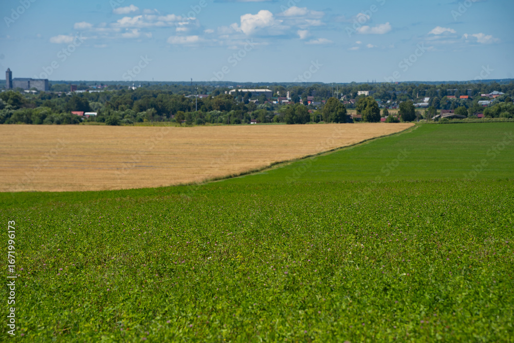 Fototapeta premium dirt road in a field with grain crops leading to the village