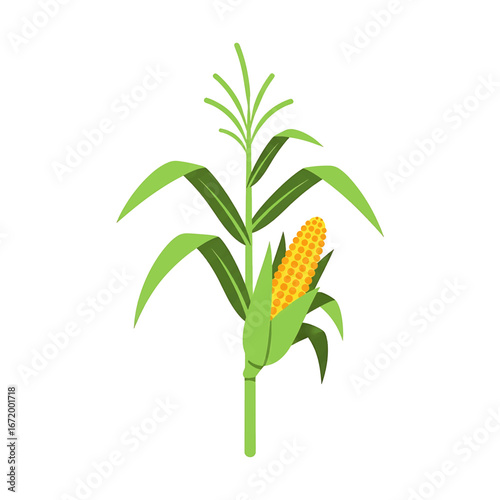 Illustration of a corn plant with a ripe ear of corn and green leaves.