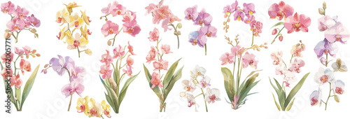 orchid watercolor clipart 