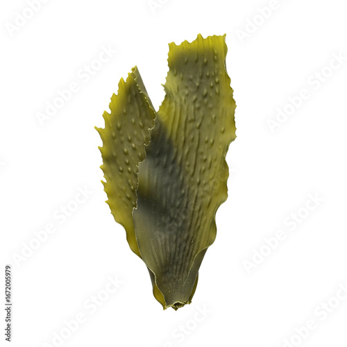 Bild auf Leinwand Fresh kelp seaweed leaf for skincare ingredient