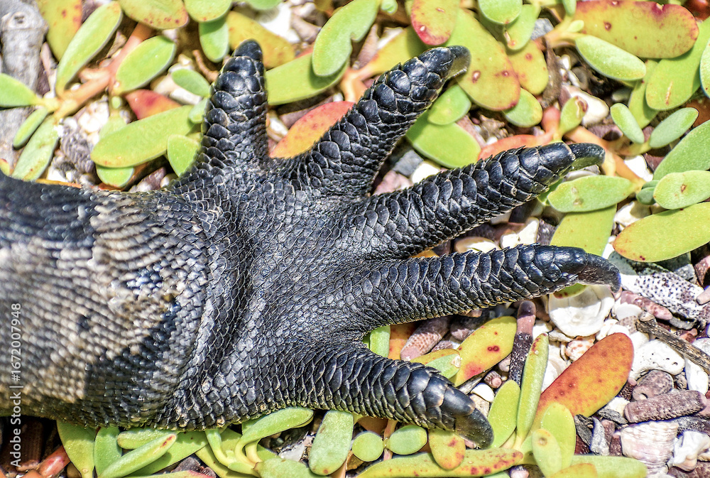 Obraz premium Animal species of the Galapagos Islands