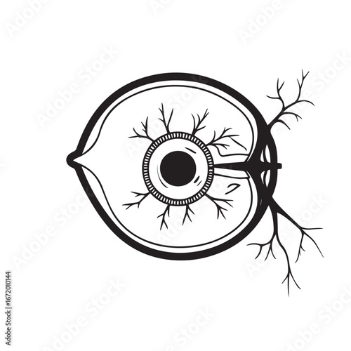 Vector art of detailed anatomical illustration of a human eye in crosssection