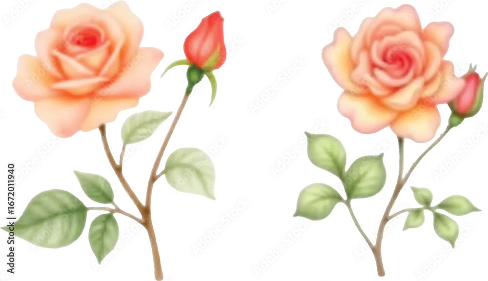 Obraz premium Vector art of two delicate watercolor illustrations of peach roses with buds and green leaves on stems, isolated on a, showcasing floral beauty and botanical art
