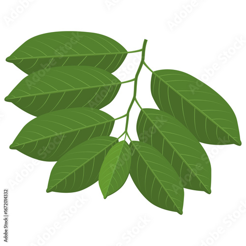 custard apple leaves vector drawing.