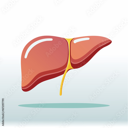 Human Liver Anatomy Medical Illustration