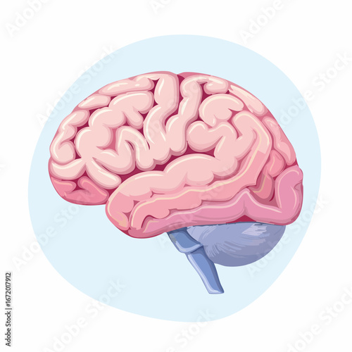 Brain illustration - detailed anatomical drawing of the human brain, scientifically accurate
