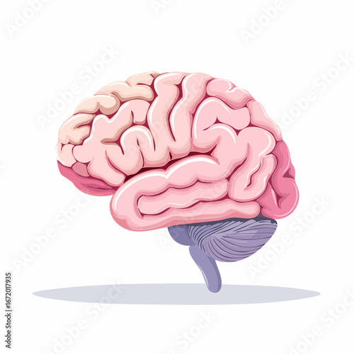 Brain Anatomy Illustration in Pastel Pink and Violet Flat Cartoon Style