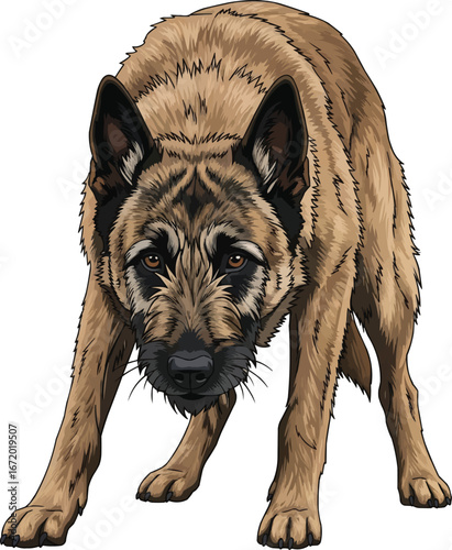 Belgian Laekenois dog alert herding pose vector illustration